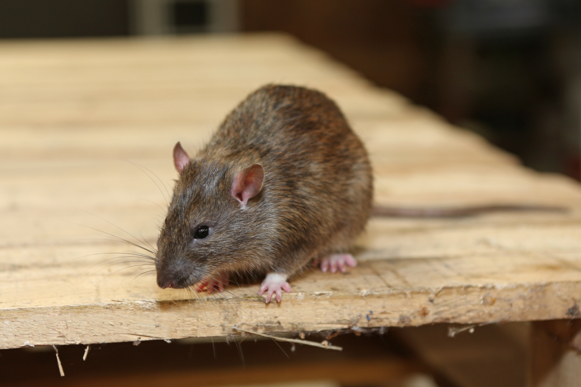Rat Control, Pest Control in West Brompton, World's End, SW10. Call Now 020 8166 9746