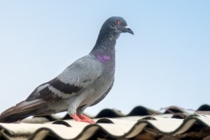 Pigeon Control, Pest Control in West Brompton, World's End, SW10. Call Now 020 8166 9746