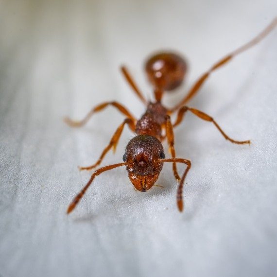 Field Ants, Pest Control in West Brompton, World's End, SW10. Call Now! 020 8166 9746