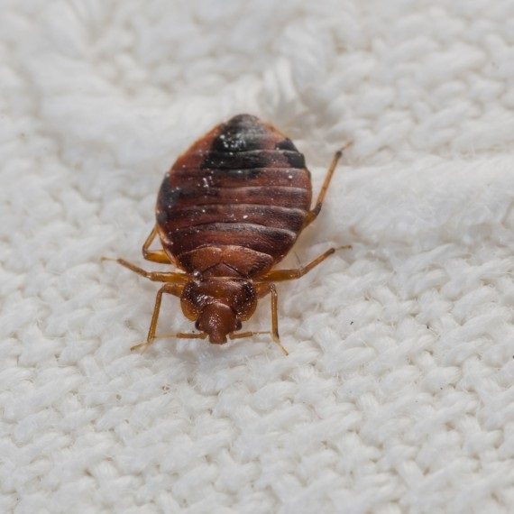 Bed Bugs, Pest Control in West Brompton, World's End, SW10. Call Now! 020 8166 9746