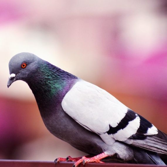Birds, Pest Control in West Brompton, World's End, SW10. Call Now! 020 8166 9746