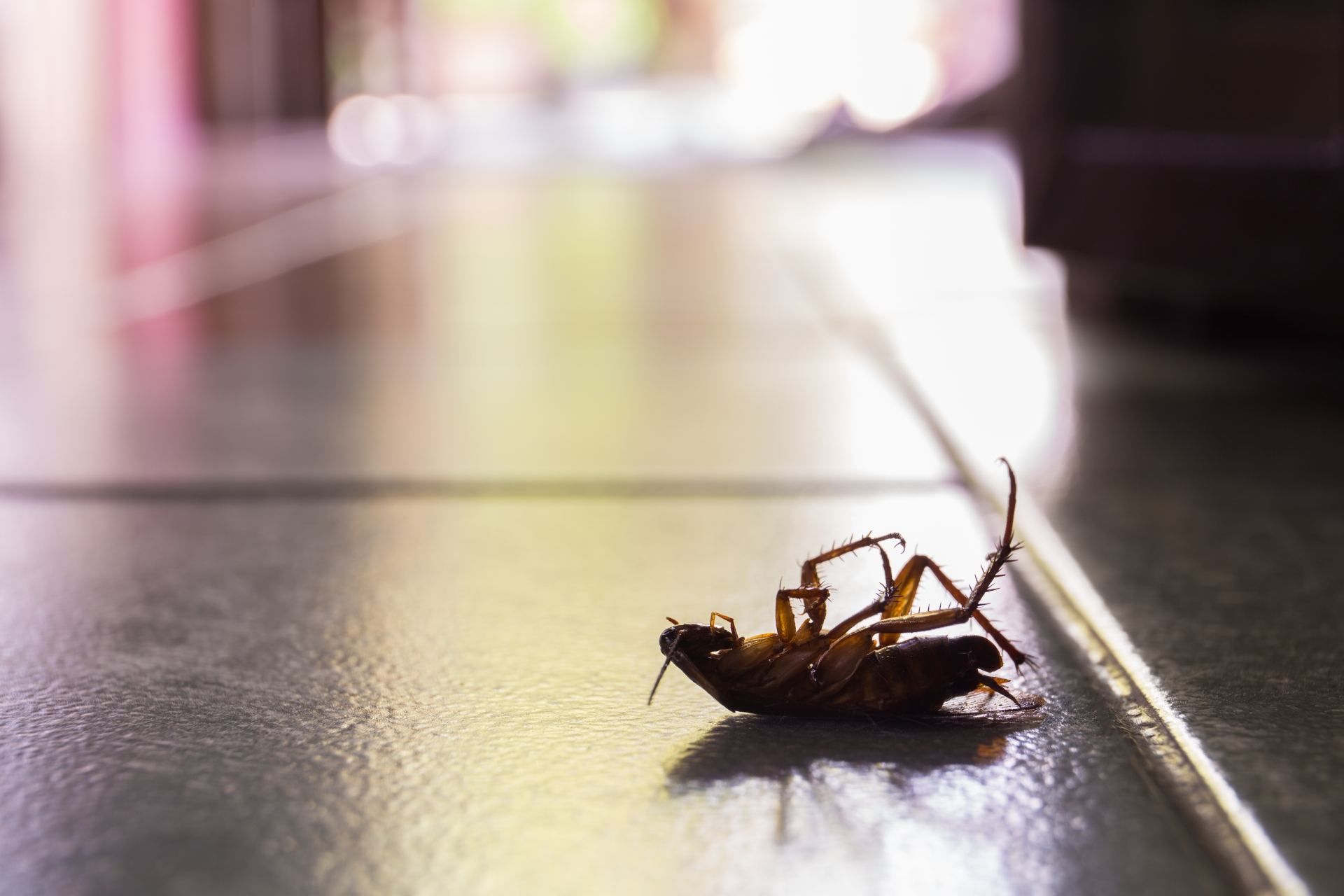 Cockroach Control, Pest Control in West Brompton, World's End, SW10. Call Now 020 8166 9746