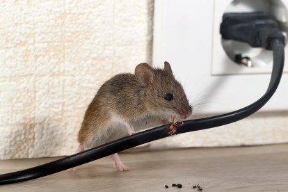 Pest Control in West Brompton, World's End, SW10. Call Now! 020 8166 9746
