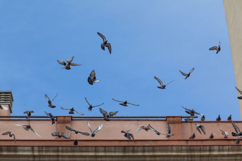 Pigeon Pest, Pest Control in West Brompton, World's End, SW10. Call Now 020 8166 9746