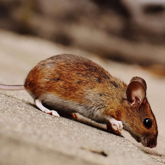 Mice, Pest Control in West Brompton, World's End, SW10. Call Now! 020 8166 9746