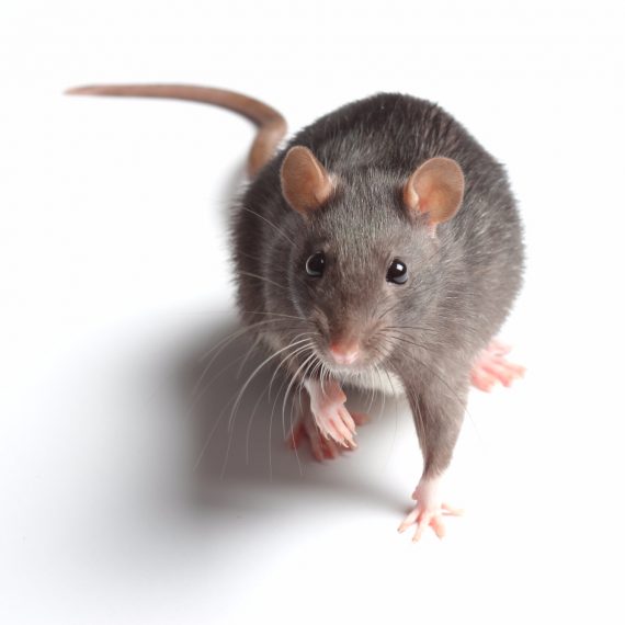 Rats, Pest Control in West Brompton, World's End, SW10. Call Now! 020 8166 9746