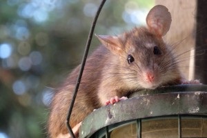 Rat Infestation, Pest Control in West Brompton, World's End, SW10. Call Now 020 8166 9746
