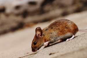 Mouse extermination, Pest Control in West Brompton, World's End, SW10. Call Now 020 8166 9746