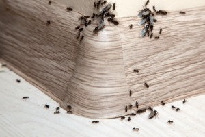 Ant Control, Pest Control in West Brompton, World's End, SW10. Call Now 020 8166 9746