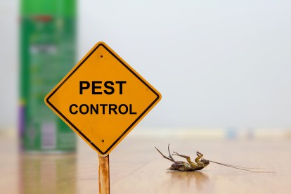 Pest Contol in West Brompton, World's End, SW10. Call Now 020 8166 9746