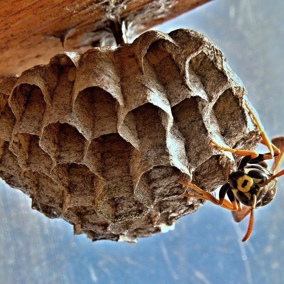 Wasps Nest, Pest Control in West Brompton, World's End, SW10. Call Now! 020 8166 9746
